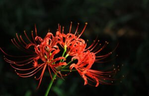 Read more about the article 世上最悲伤的彼岸花