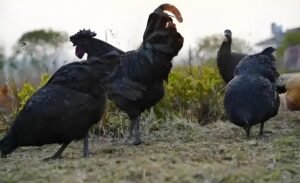 Read more about the article 道教食补之乌鸡龙眼益气汤