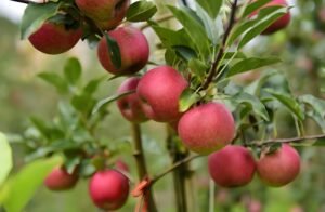 Read more about the article 道教养生之蔬果活力饮
