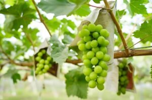 Read more about the article 道教养生之酸甜葡萄饮