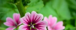 Read more about the article 道教养生粥之清热和胃瑛菜粥