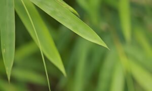 Read more about the article 道教养生之竹香油菜心