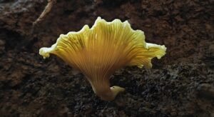 Read more about the article 道教食补之鸡油菌豆腐