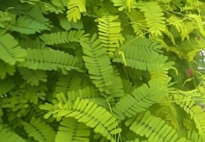 Read more about the article 道教药膳之鸡骨草煲田螺汤