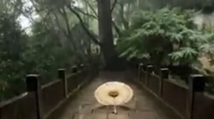 探幽